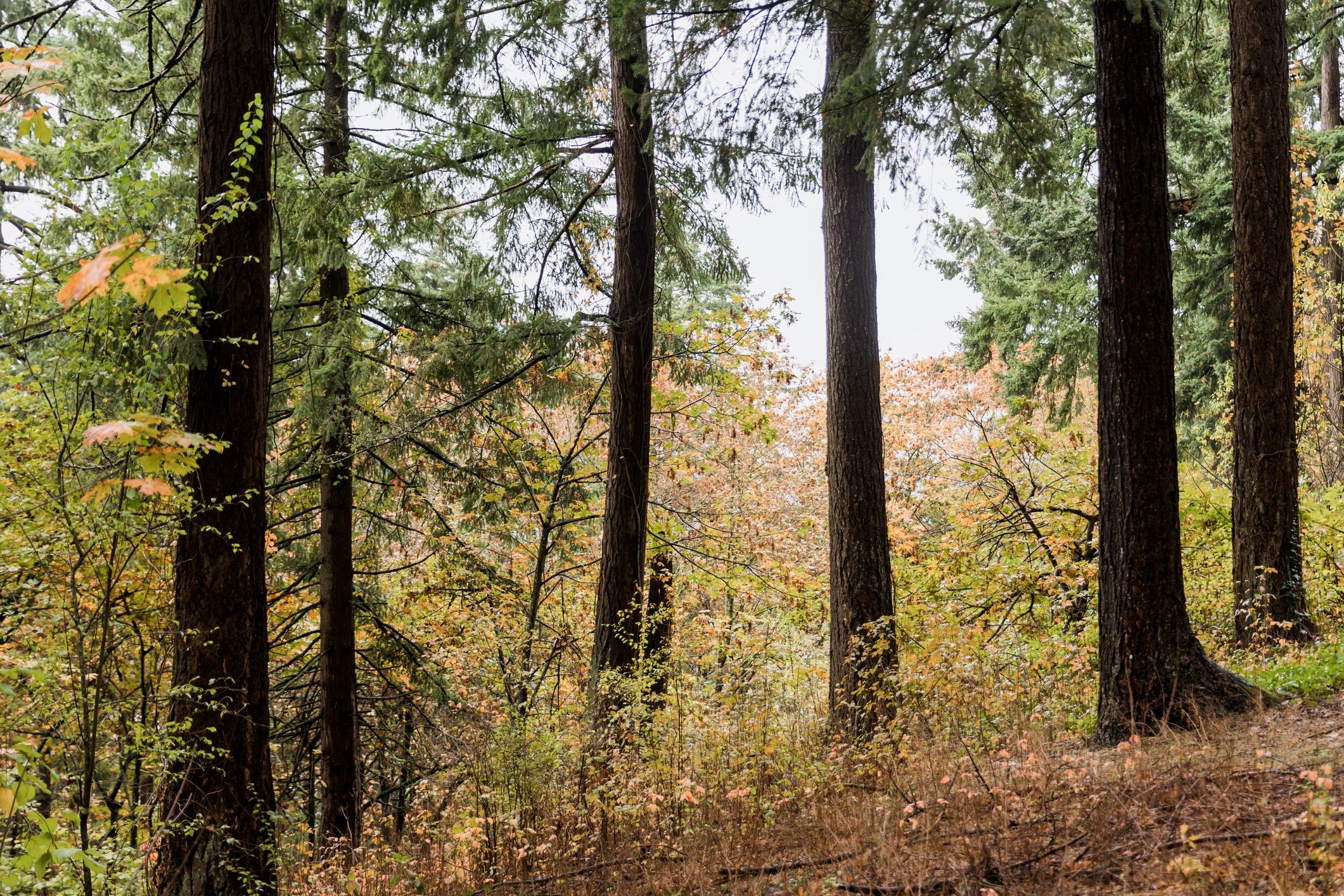 Pacific Northwest forest setting with tall trees